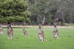 Kangaroos Stock Photo