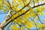 Yellow Flowers On Tree Of Purging Cassia Or Ratchaphruek Stock Photo