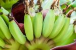 Bunch Of Raw Bananas Stock Photo