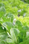 Hydroponics Vegetable Farm Stock Photo