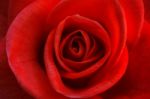 Bright Red Rose For Valentine's Day Stock Photo