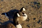 Close-up Of Two Beautiful Young Canada Geese Stock Photo