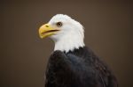 Portrait Of Eagle Stock Photo