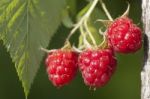 Raspberry Fruits On Branch Stock Photo