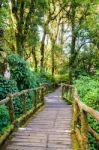 Pathway In The Forest Made Of Wood Stock Photo