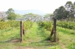 Row Of Young Grape Farm Stock Photo