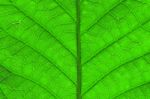 Leaf Surface Stock Photo