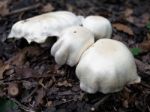 Mushrooms Growing In Sussex Stock Photo