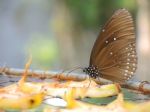 Butterfly Eating Fruit Stock Photo