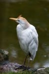 Cattle Egret (bubulcus Ibis) Stock Photo