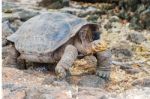 Giant Turtle In Galapagos Stock Photo