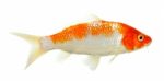 Koi Fish Isolated On The White Background Stock Photo