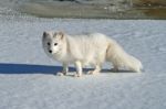 Arctic Fox In The Snow Near A River Stock Photo