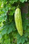 Bitter Gourd Stock Photo