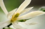 
White Chempaka White Bloom On The Beautiful Aroma Stock Photo