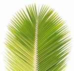 Coconut Leaf Isolated On White Background Stock Photo