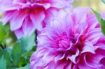 Close Up Beautiful Pink Dahlia Flower Blossom And Green Leaves. Fresh Floral Natural Background Stock Photo