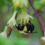 Bumblebee Hanging Upside Down On Flower Stock Photo