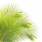 Green Coconut Leaves Isolated On White Background Stock Photo