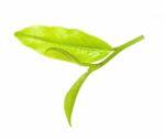 Tea Leaf Isolated On The White Background Stock Photo