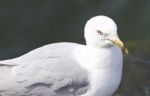 Beautiful Background With A Ring-billed Gull Stock Photo