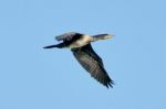 Great Cormorant  In Flight Stock Photo