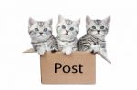 Three Young Cats In Cardboard Box On White Stock Photo