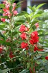 Garden Balsam Or Rose Balsam Stock Photo