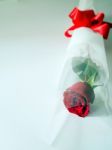 Single Red Rose Stock Photo