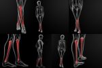 3d Rendering Illustration Of The Tibia Bone Stock Photo