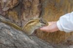 Squirrel Is Eating Food From The Hand Stock Photo