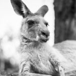 Kangaroo Outside During The Day Stock Photo