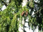 Pine Cones Stock Photo