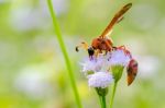 Potter Wasp - Eumenes Latreilli Stock Photo