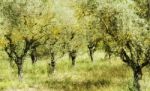 Olive Trees Stock Photo