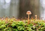 Little Mushroom Stock Photo