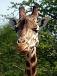 Rothschild Giraffe Stock Photo