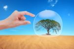 Hand Protect  Tree In Desert  Stock Photo