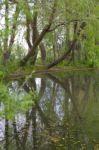 Trees Near The Lake And River Stock Photo