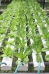 Hydroponics Vegetable Farm Stock Photo