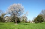 A Wild Cherry Tree (prunus Avium) Stock Photo