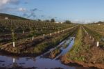 Young Orchard Of Orange Trees Stock Photo