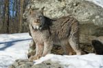 Canada Lynx Stock Photo