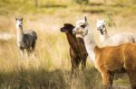 Alpacas In A Field Stock Photo