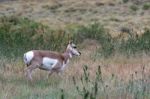 Pronghorn (antilocapra Americana) Stock Photo