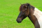 Miniature Horse Stock Photo