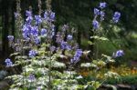 Hummingbird Feeding On Delphinium Stock Photo