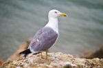 Seagull Bird In The Wild Stock Photo