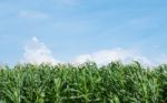 Corn Field Green Meadow Farm And Blue Sky Stock Photo