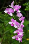 Dendrobium Ali Bongo Ondimba 'sylvia' (dendrobium Masako Kotaish Stock Photo